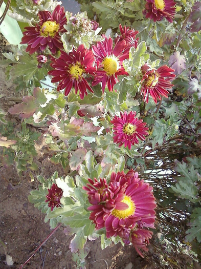  - Plante