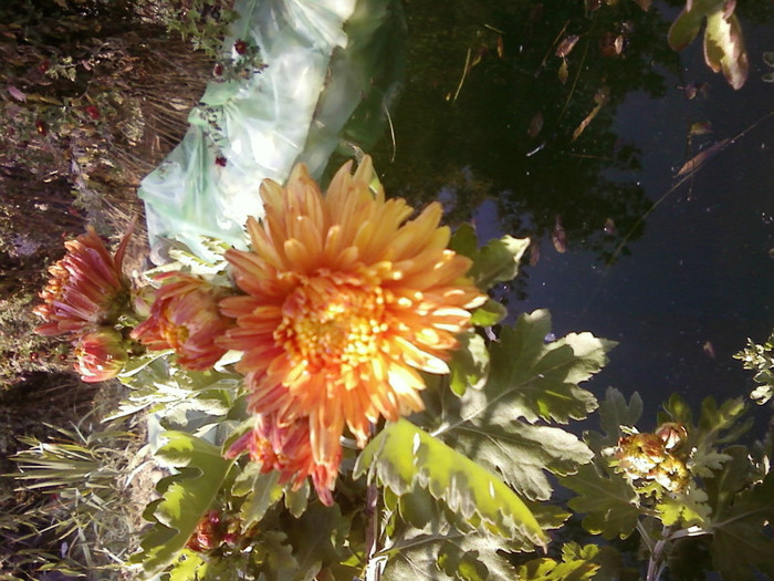  - Plante