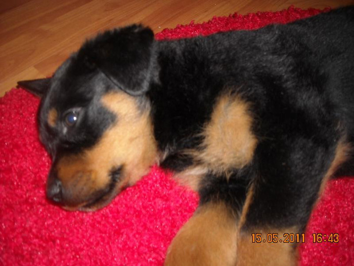 DSCN3664 - rottweiler