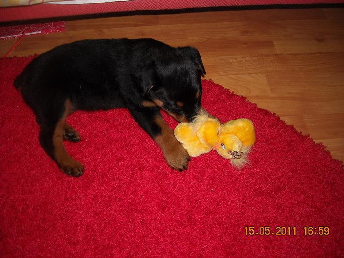 DSCN3680 - rottweiler