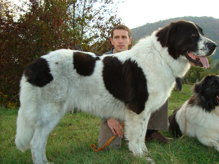 expo bucovina 038; Bora
