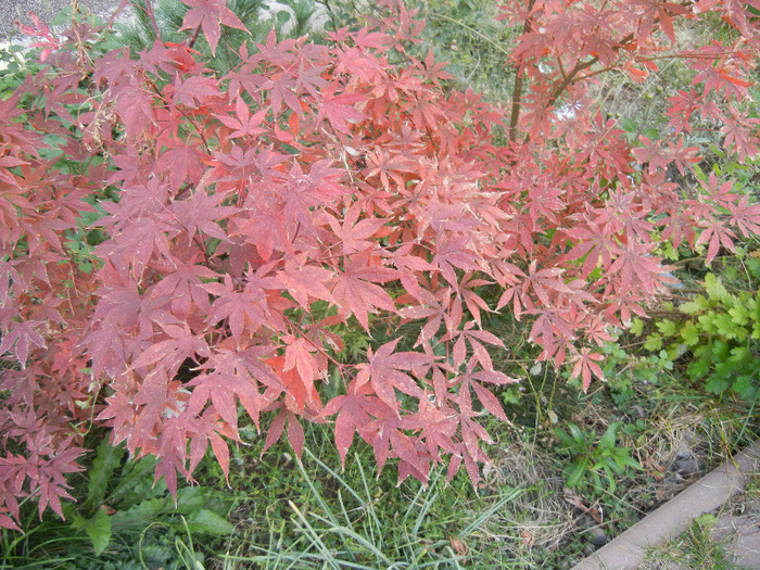 Acer palmatum Bloodgood (2011, Oct.29)