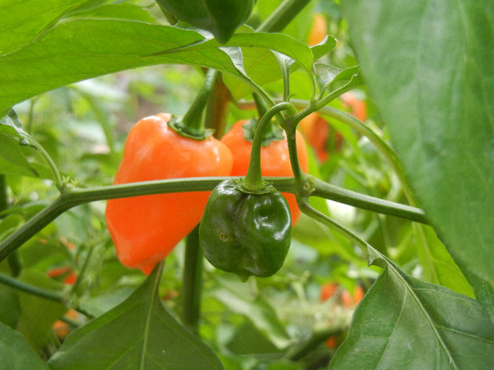 Orange Habanero Pepper (2011, Oct.29) - Habanero Orange