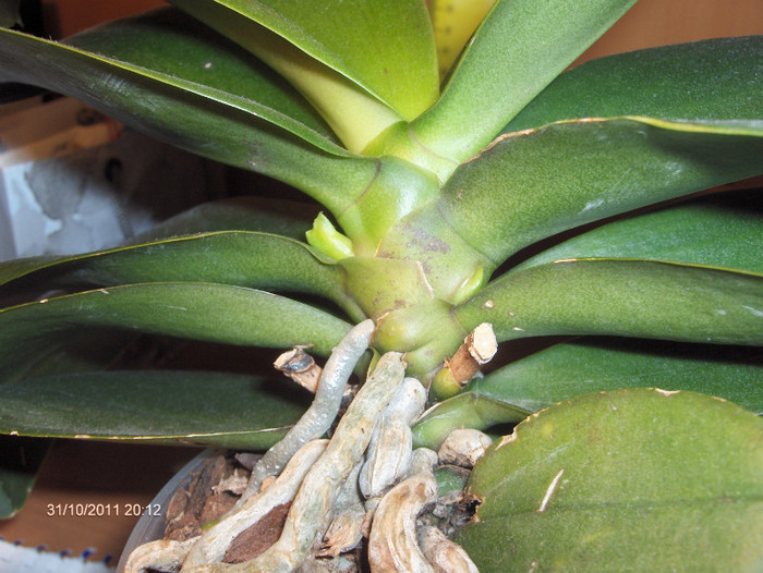 Sa fie ,oare, tije noi???