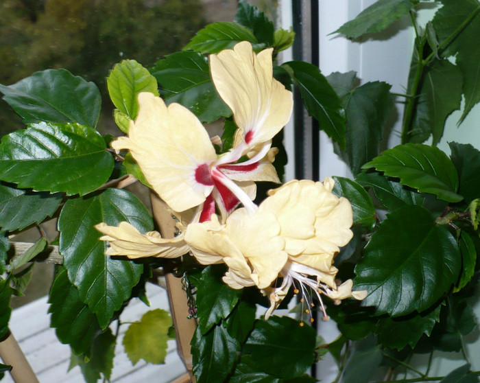 P1350966 - hibiscusi 2011