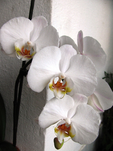 Phalaenopsis Sogo Yukidian - Phalaenopsis