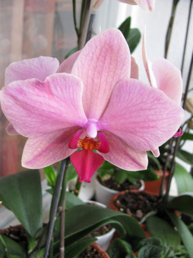 Phalaenopsis Ravenna