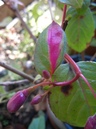 Fuchsia Red Purple (2011, October 20) - Fuchsia Red Purple