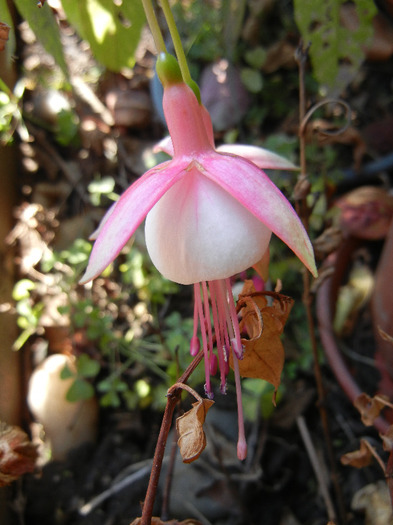 Fuchsia Pink White (2011, October 20) - Fuchsia Pink White