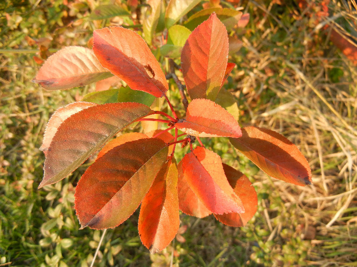 Sour Cherry Tree_Visin (2011, October 29) - Sour Cherry Tree_Visin