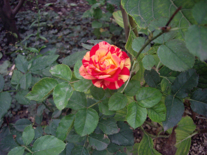 miniatura; miniatura
