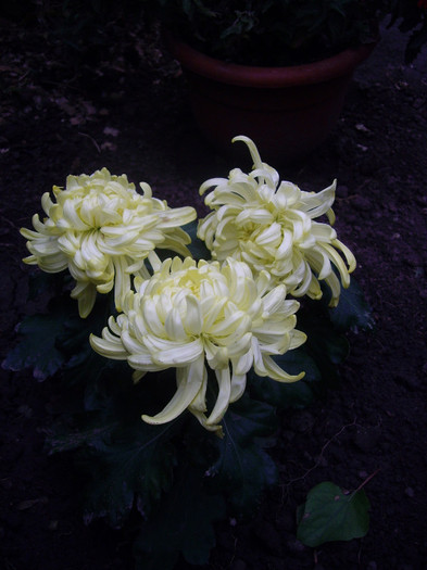IMGP0851