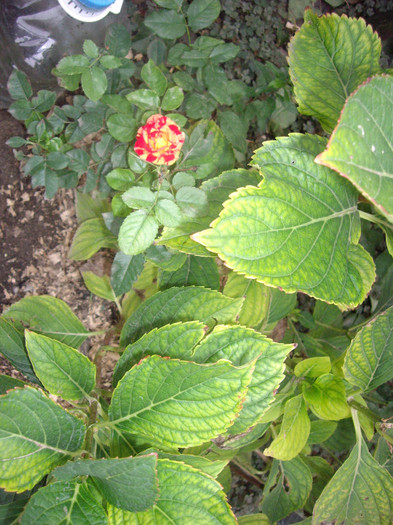 IMGP0853