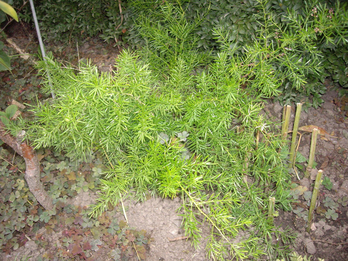 IMGP0854
