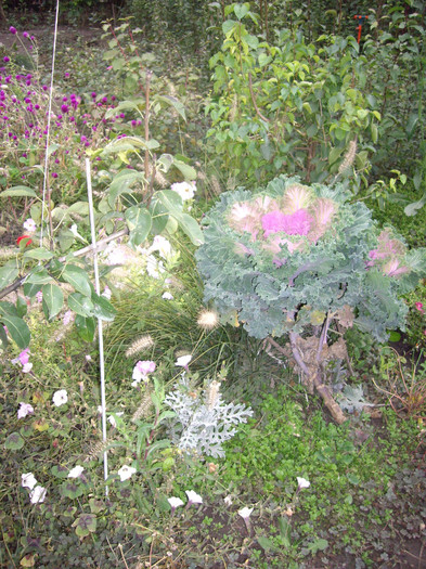 IMGP0855