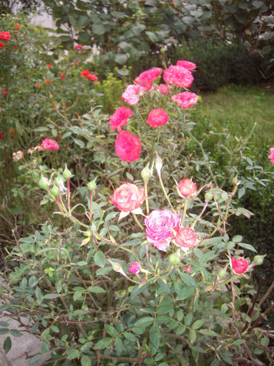 IMGP0857