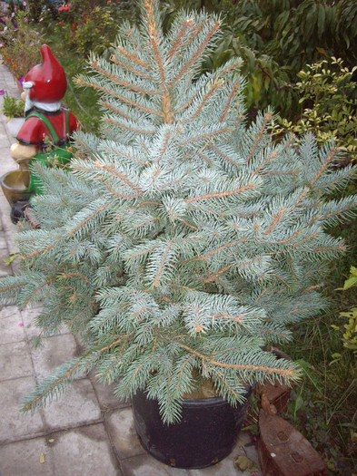 picea punges edith (brad argintiu)