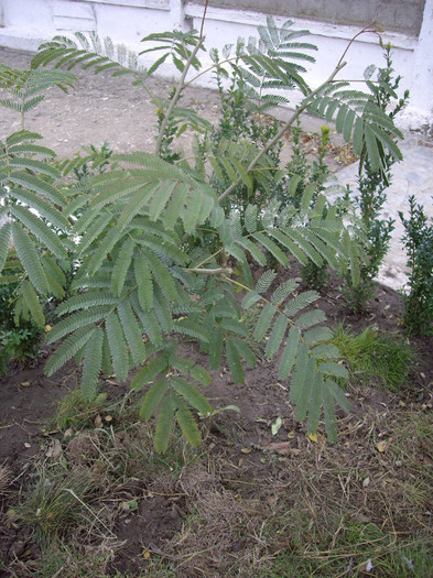 albizia