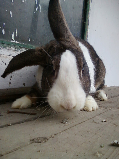 mascul 2011