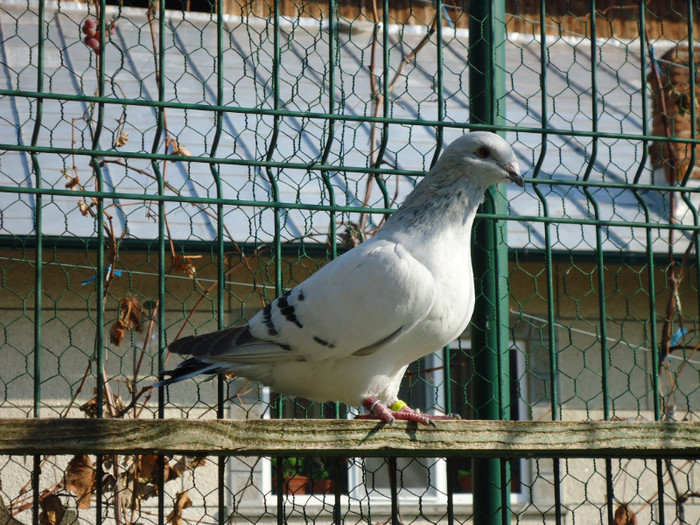 tineret 2011 012 - 5-TINERET 2011