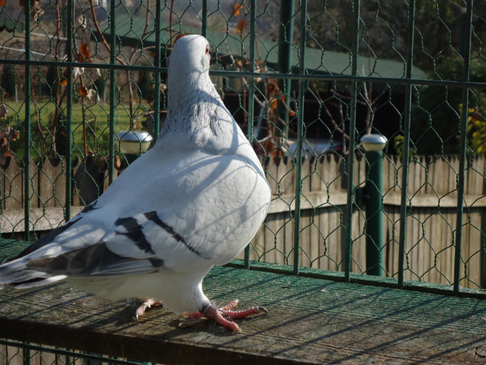 tineret 2011 028