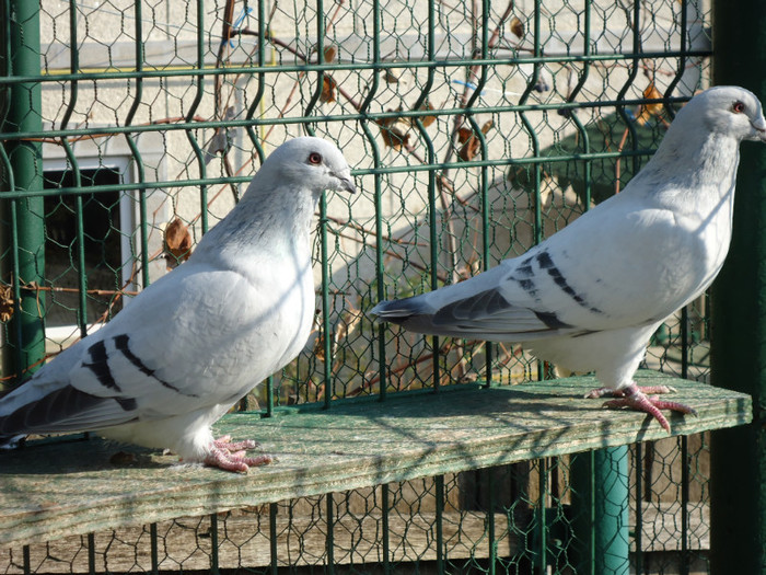 tineret 2011 058