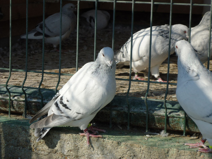 tineret 2011 091