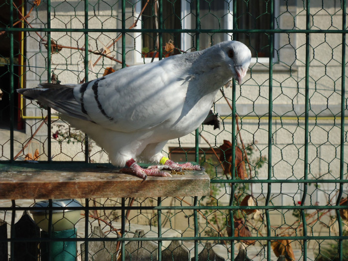 tineret 2011 113 - 5-TINERET 2011