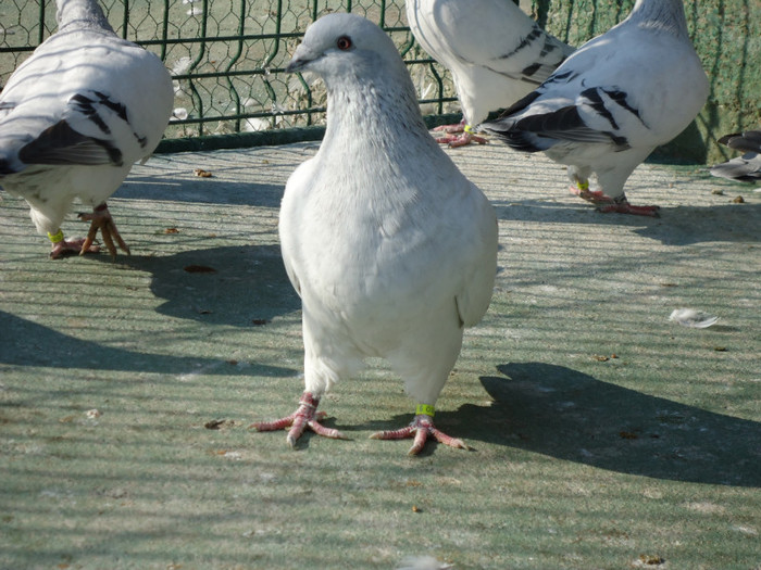 tineret 2011 123