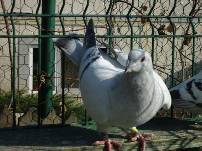 tineret 2011 050