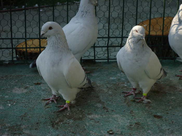 tineret 2011 063