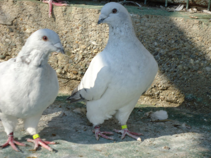 tineret 2011 076