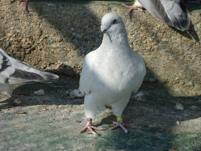 tineret 2011 084