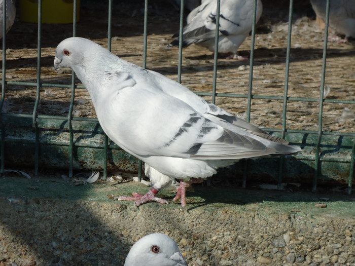 tineret 2011 090