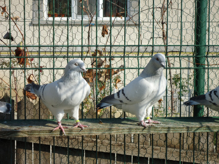 tineret 2011 097