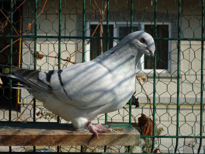 tineret 2011 103