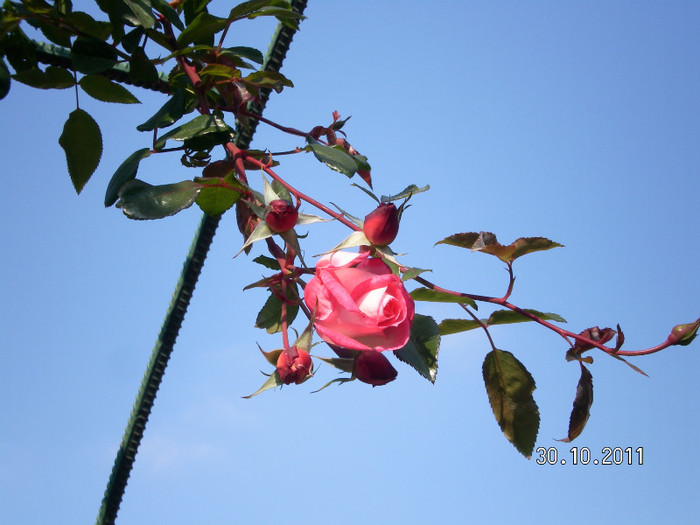 harlekin - Gradina botanica