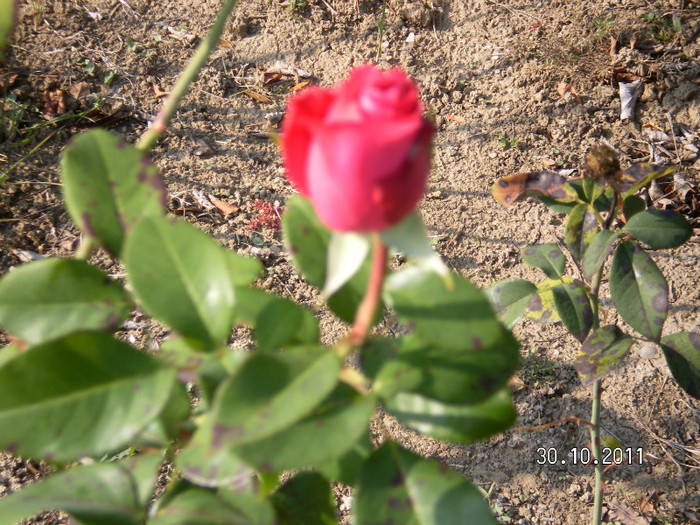 caprice de meilland - Gradina botanica