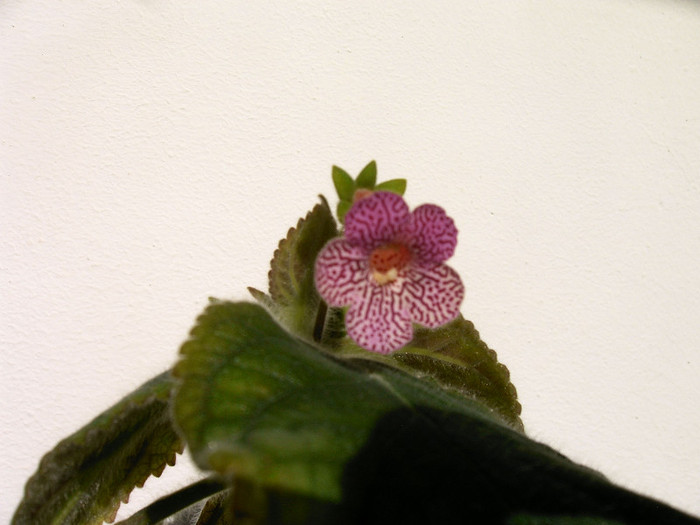 IMAG0011 - Diverse flori
