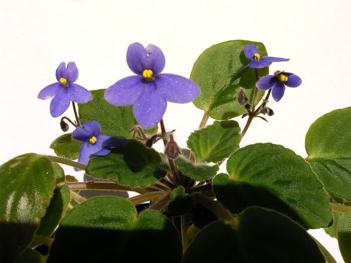 IMAG0014 - Diverse flori
