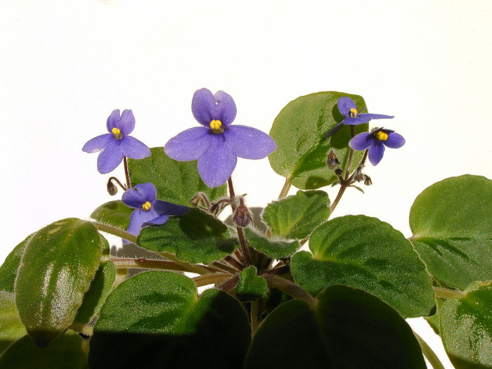 IMAG0015 - Diverse flori