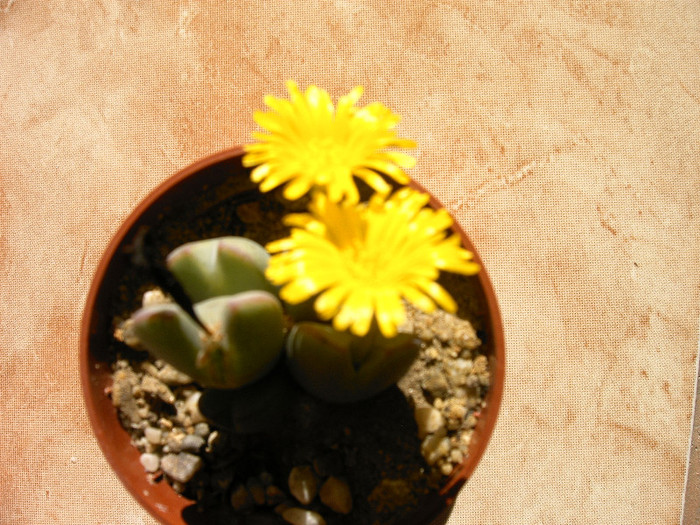 IMAG0003 - Cactusi -suculente