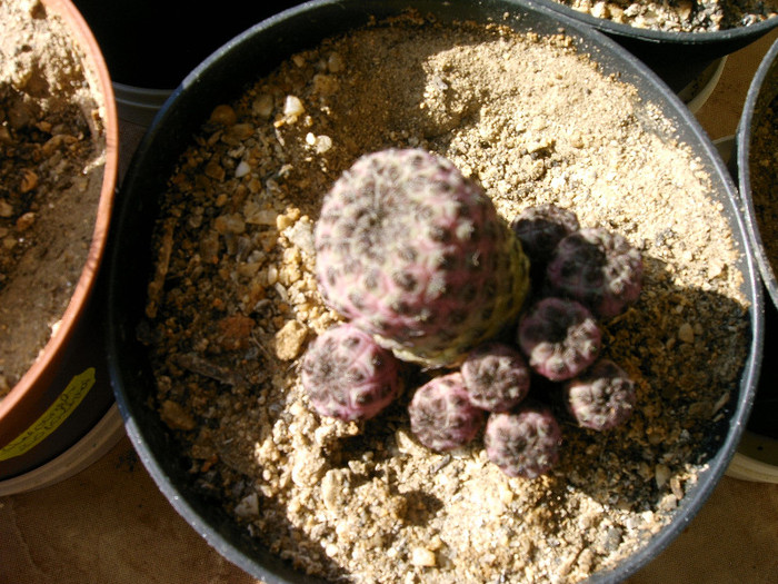 IMAG0005 - Cactusi -suculente