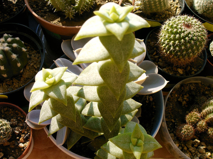 IMAG0024 - Cactusi -suculente