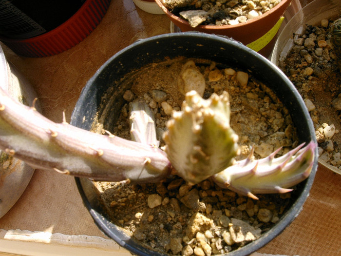 IMAG0028 - Cactusi -suculente