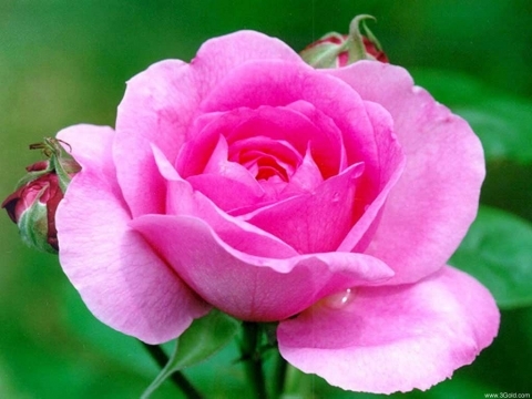 resized_flori_21 - poze roz