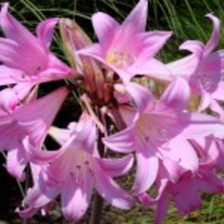 wallpaper_flori_roz_crini-amaryllis-150x150