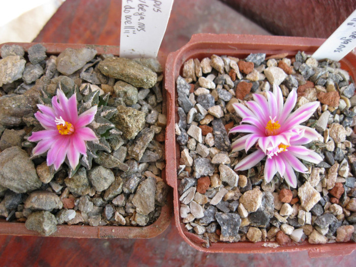 v.macdowallii - Ariocarpus kotschoubeyanus