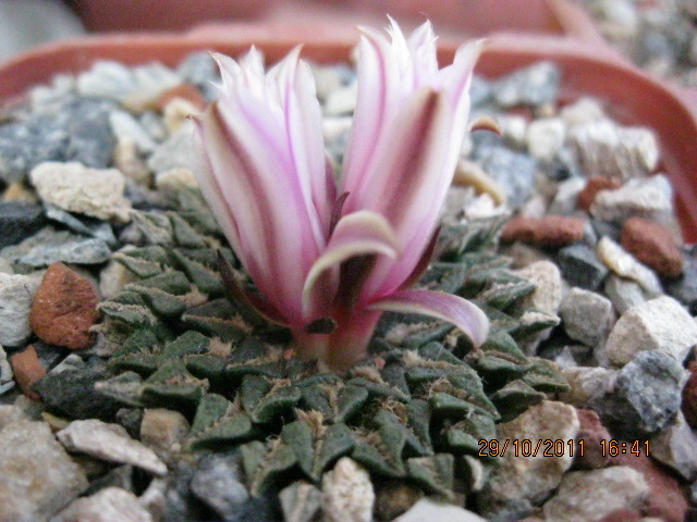 v.macdowallii