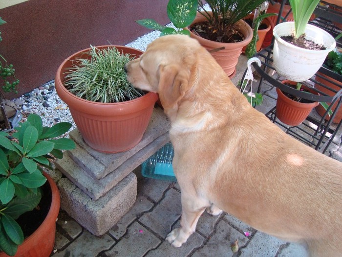 athosica manica floricica - AnimaluteleCasei